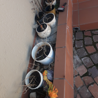 Flower Bed